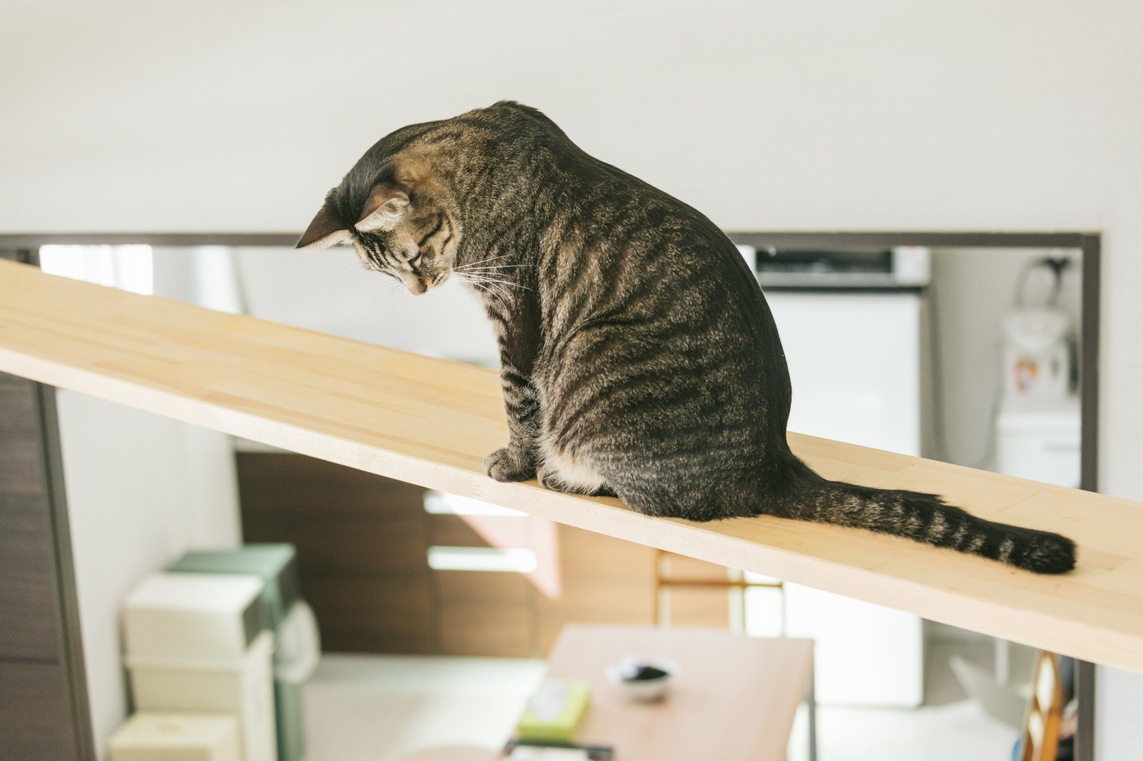 キャットウォーク