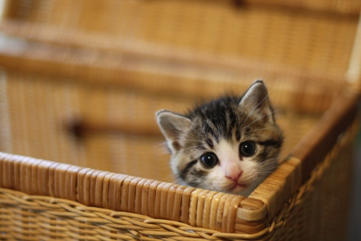 子猫猫迷子かわいいペット1 つ - ふわふわのストックフォトや画像を多数ご用意 - iStock