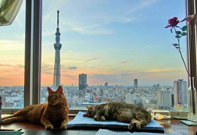 東京ねこ