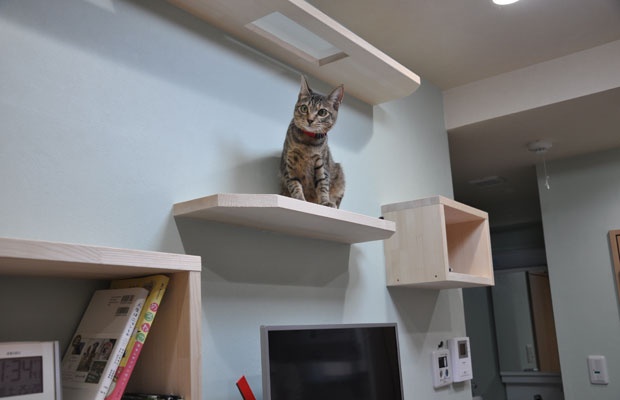 猫シェアハウス